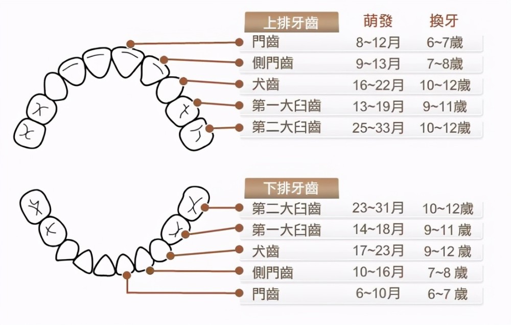 3岁儿童的牙齿