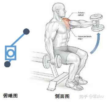 背阔肌的主要作用是使肩关节