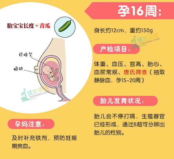 孕期检查时间及项目ppT