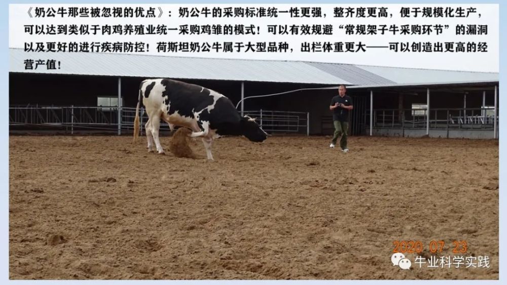 澳门四不像论谈正版四不像,澳门四不像论谈正版四不像，精细化执行设计与RemixOS 60.12.83的融合之美,快速方案执行指南_旗舰版22.99.73