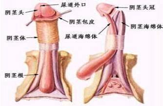 包皮手术全部费用多少