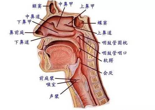 一生气喉咙感觉有东西堵着是怎么回事